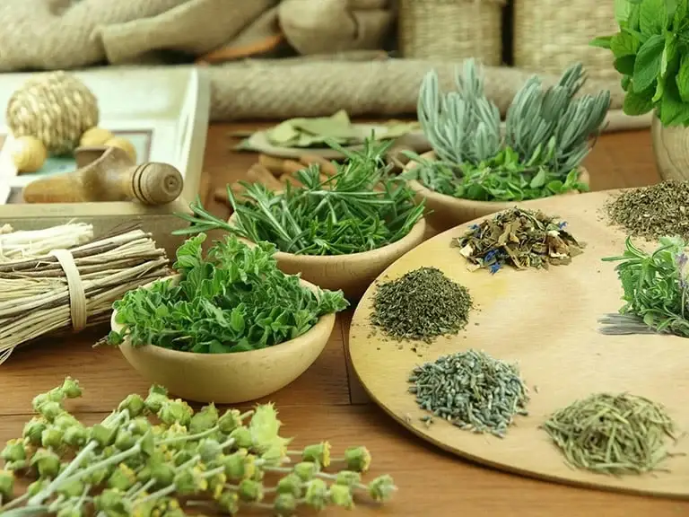 Những vị thuốc dân gian ít ai biết đến